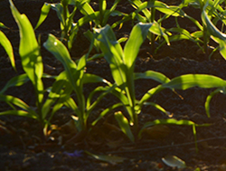 Young corn plants in a field